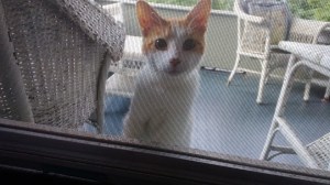 Cat on Porch