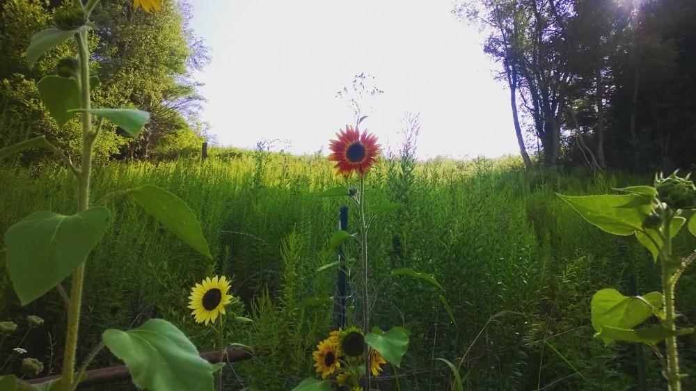 Small Town Freelancer